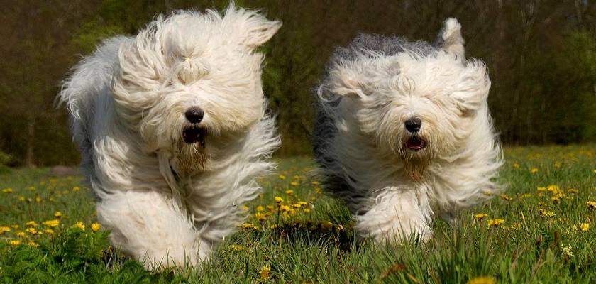 Terrier Maltese Yavru ve Yetişkinlerde Ne Kadar Egzersiz Gereklidir?