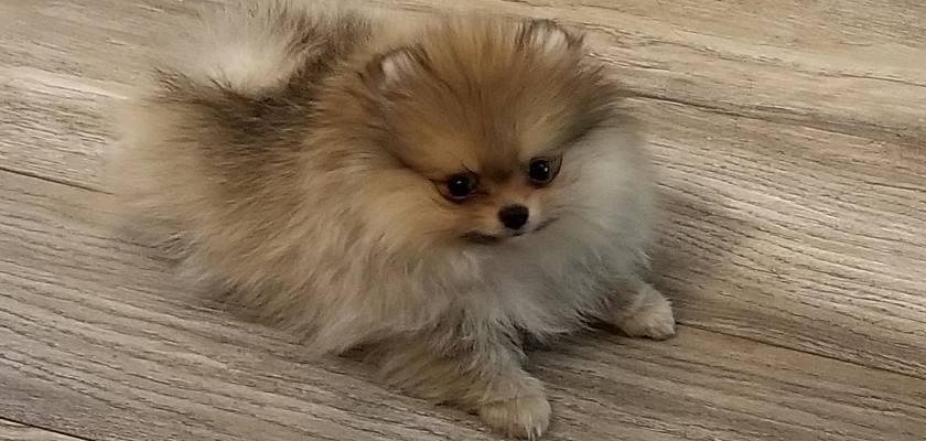 Büyüme Çağındaki Pomeranian Yavrularında Dikkat Edilmesi Gerekenler