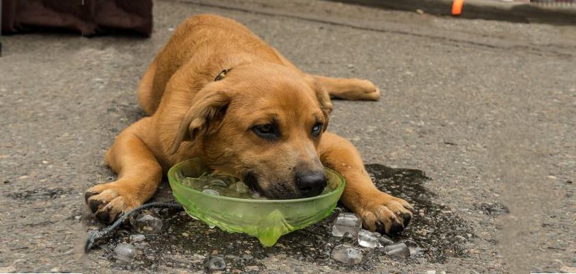 Yaz Mevsiminde Köpeklerde Dikkat Edilmesi Gereken 15 Önemli Konu