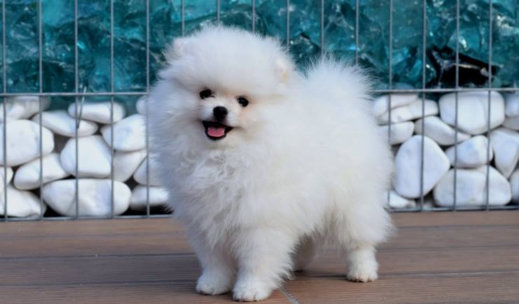 Pomeranian Boo Fiyatlari