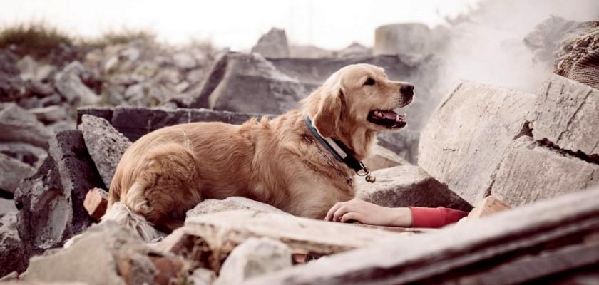 Depremin Baş Kahramanları, Arama Kurtarma Köpekleri
