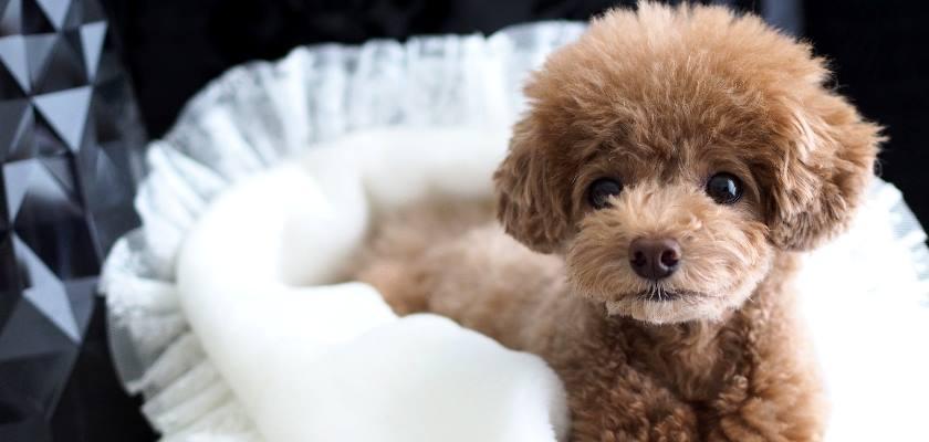 Poodle Toy Cinsi Köpeğin Bir Günü Nasıl Geçmeli?