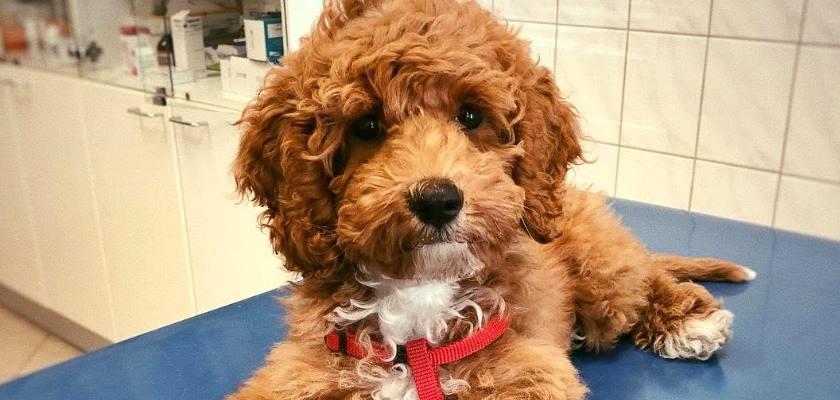 Poodle Toy'larda Ne Tür Sağlık Sorunları Görülür?