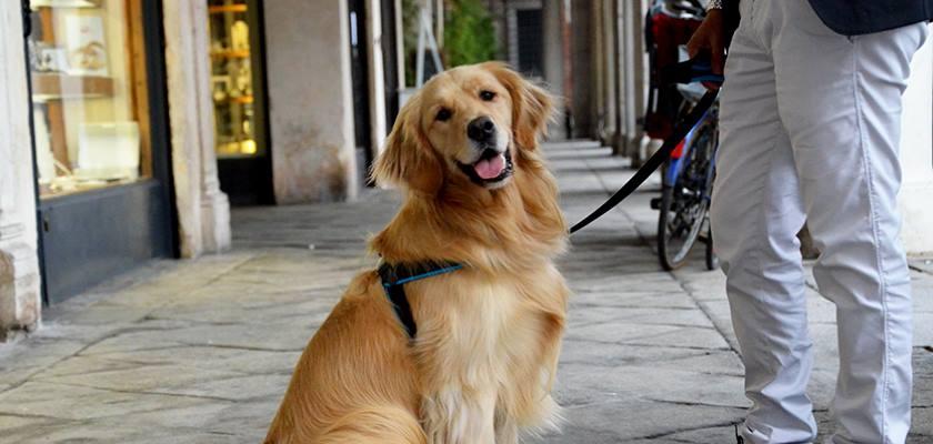 Golden Retriever Fiyatlari Hakkinda Bilinmesi Gerekenler