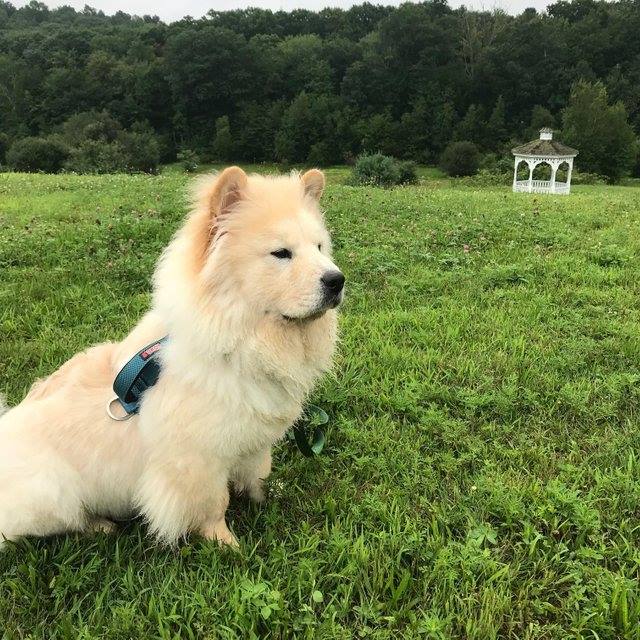 Chow Chow Cinsinin One Cikan Ozellikleri