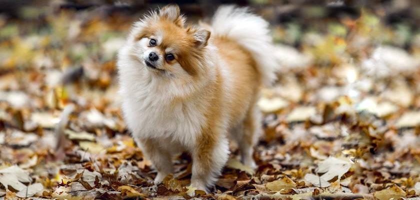 Pomeranian Boo Fiyatlari