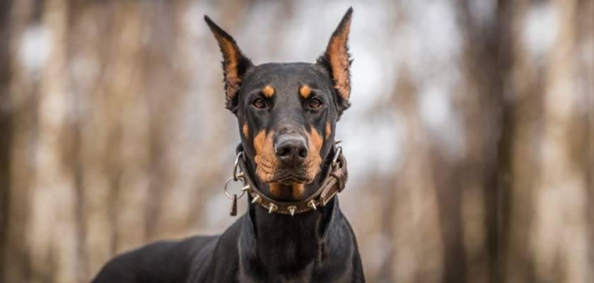 Doberman Köpeğin Bilinmeyen Yönleri ve Tüm Özellikleri