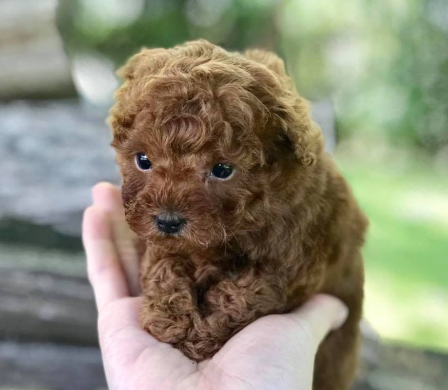 Toy Poodle Cinsinin Kendi Irkina Ozgu Ozellikleri