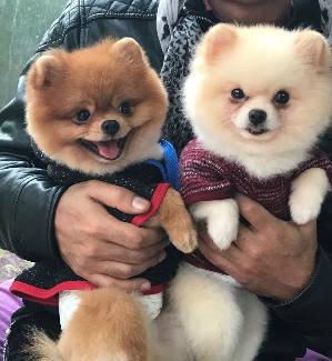 pomeranian boo 2000 tl