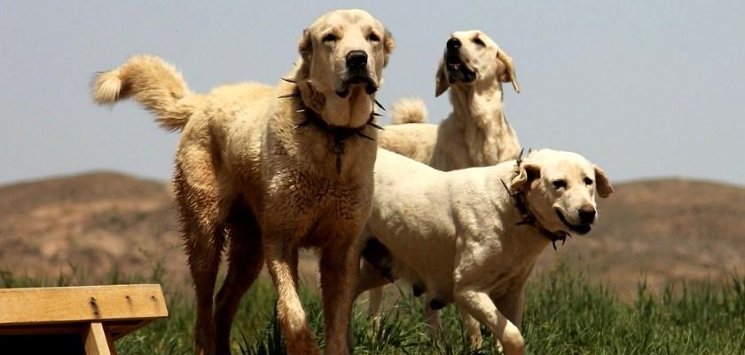 Anadolu Köpek Irkları