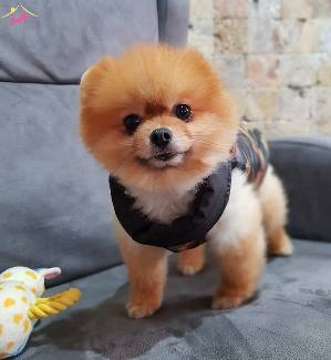 Pomeranian Boo Fiyatlari