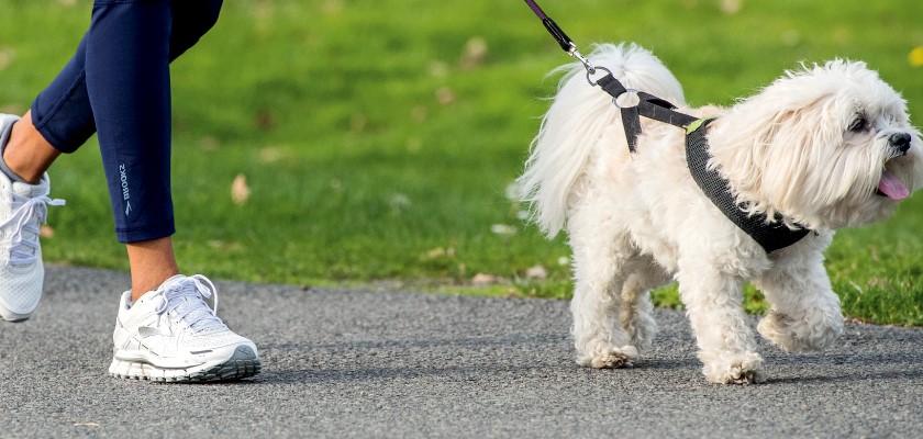 Terrier Maltese Nasıl Yetiştirilmelidir?
