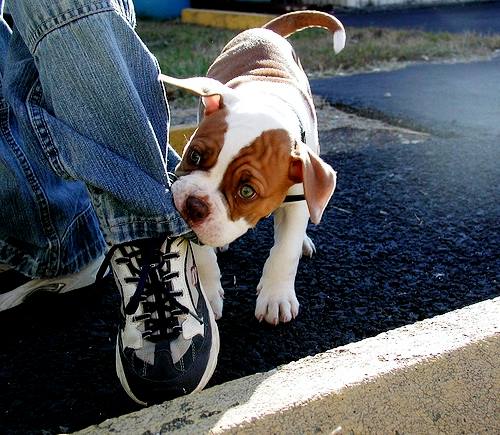 Yavru Kopek Isirma Sorunu