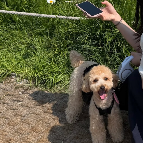 poodle fiyatları