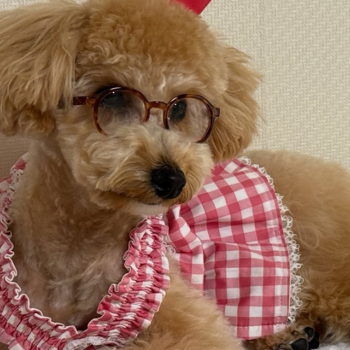 poodle fiyatları