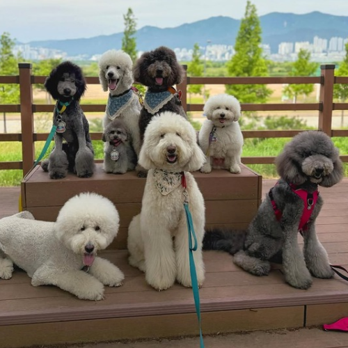 poodle fiyatları