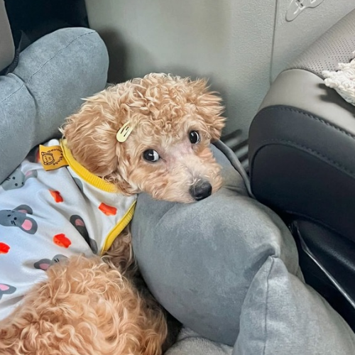 poodle fiyatları
