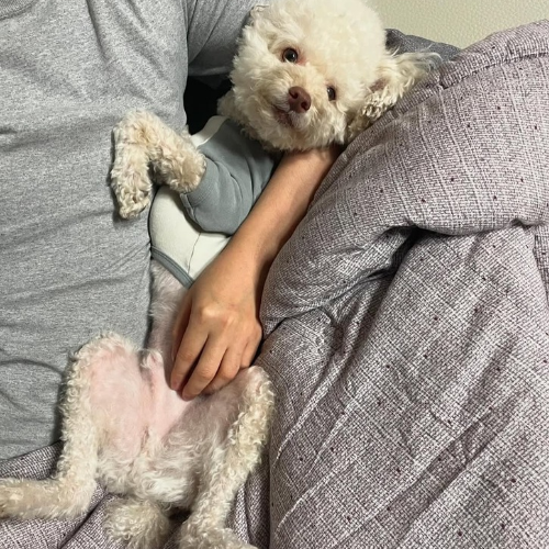 poodle fiyatları
