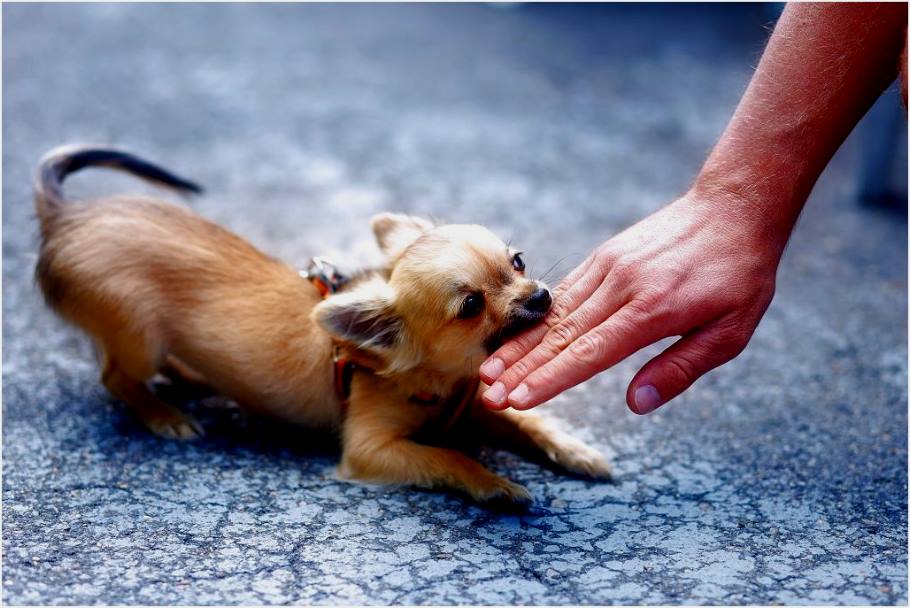 Yavru Köpek Isırma Sorunu