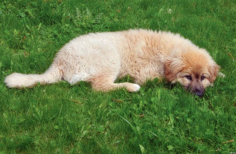 köpeklerde kene çıkarma