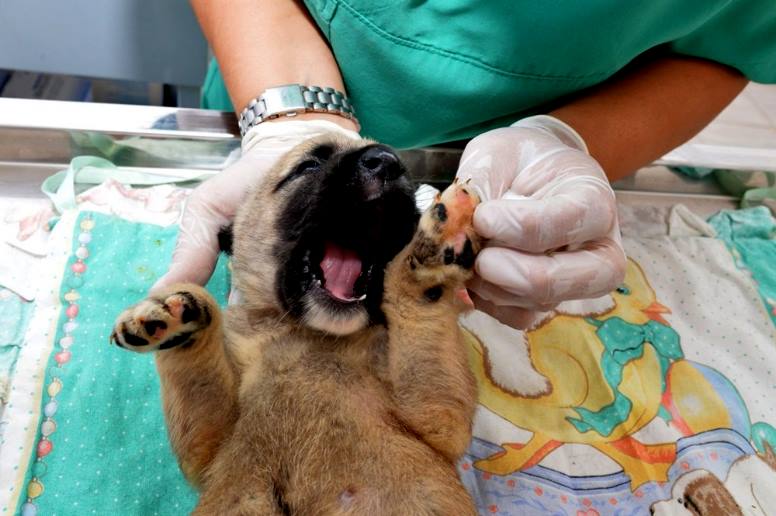 köpeğin hamile kalmaması için ne yapmalı