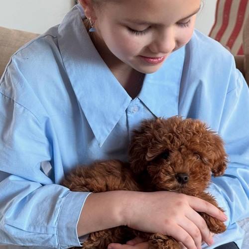 poodle fiyatları
