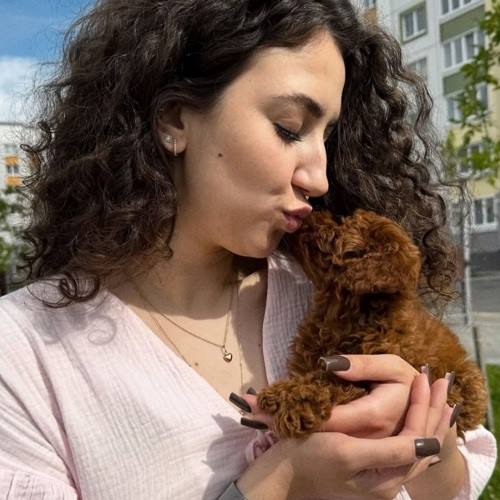 poodle fiyatları
