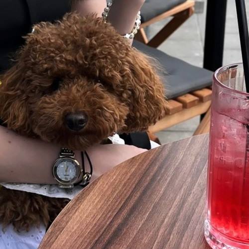 poodle fiyatları