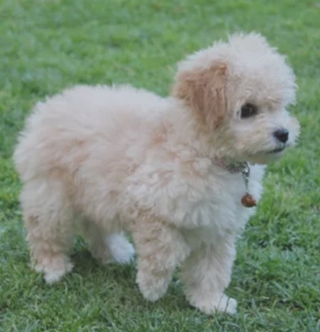 Maltipoo Ozellikleri