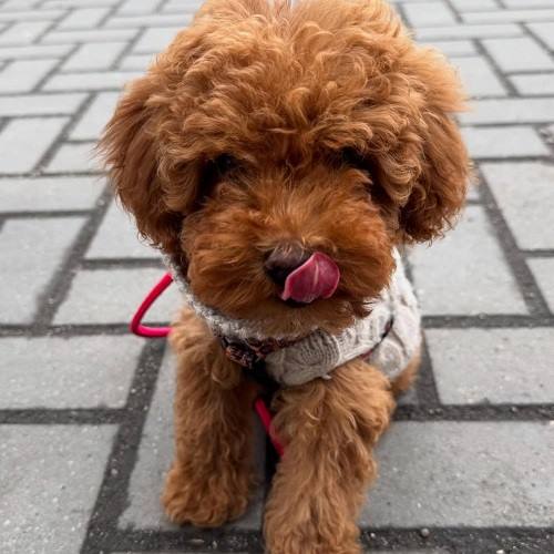 poodle fiyatları