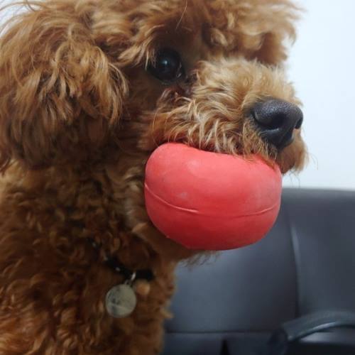 poodle fiyatları 2025