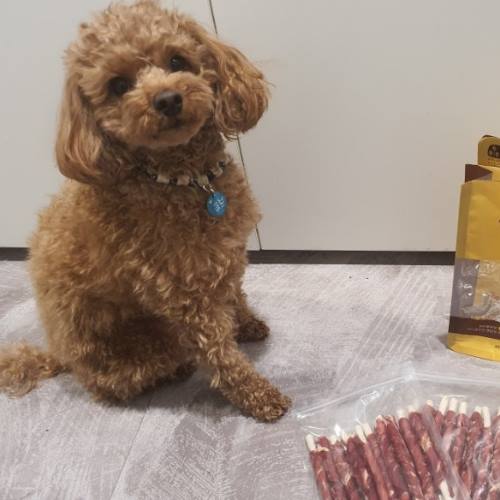 poodle fiyatları 2025