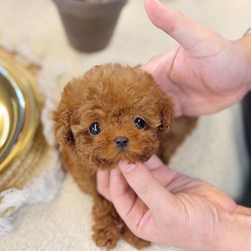 poodle fiyatları 2025