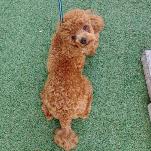 poodle fiyatları 2025