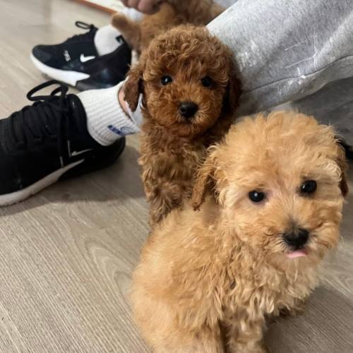 poodle fiyatları 2025
