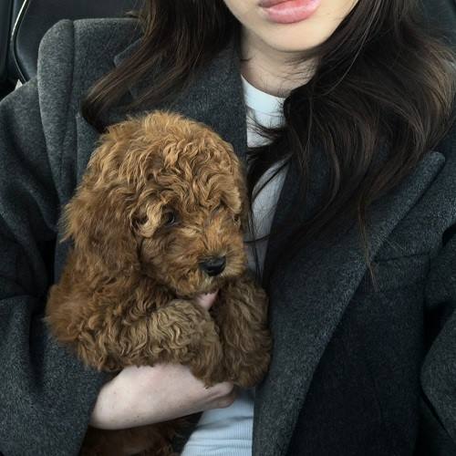 poodle fiyatları