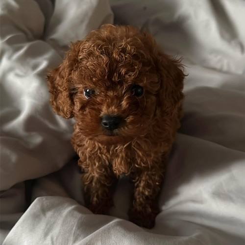 poodle fiyatları