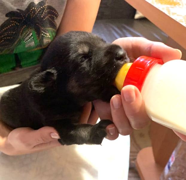 yavru köpek ısırma sorunu